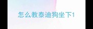 怎么教泰迪狗坐下