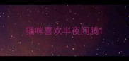 猫咪喜欢半夜闹腾