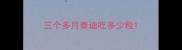 三个多月泰迪吃多少粒