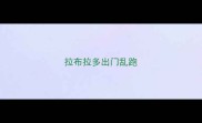 拉布拉多出门乱跑