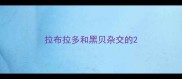 拉布拉多和黑贝杂交的