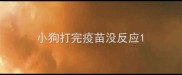 小狗打完疫苗没反应