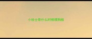 小哈士奇什么时候喂狗粮