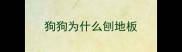 狗狗为什么刨地板