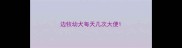 边牧幼犬每天几次大便