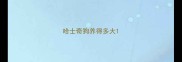 哈士奇狗养得多大