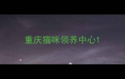 重庆猫咪领养中心