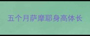 五个月萨摩耶身高体长