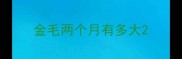 金毛两个月有多大