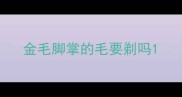 金毛脚掌的毛要剃吗