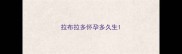 拉布拉多怀孕多久生
