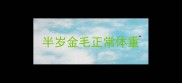 半岁金毛正常体重
