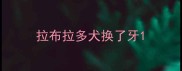 拉布拉多犬换了牙