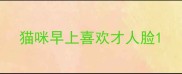 猫咪早上喜欢才人脸