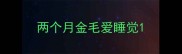 两个月金毛爱睡觉