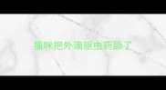 猫咪把外滴驱虫药舔了