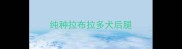 纯种拉布拉多犬后腿