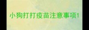 小狗打打疫苗注意事项