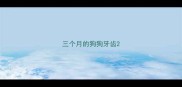 三个月的狗狗牙齿