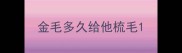 金毛多久给他梳毛