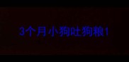 3个月小狗吐狗粮