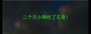 二个月小狗吃了左氧