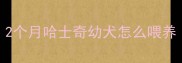 2个月哈士奇幼犬怎么喂养