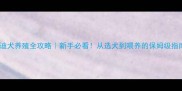 泰迪犬养殖全攻略新手必看从选犬到喂养的保姆级指南