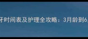 约克夏幼犬长牙时间表及护理全攻略3月龄到6月龄必看指南