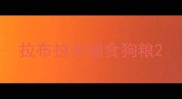 拉布拉多辅食狗粮