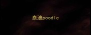泰迪poodle