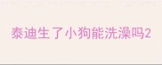 泰迪生了小狗能洗澡吗