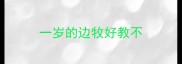 一岁的边牧好教不
