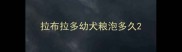 拉布拉多幼犬粮泡多久