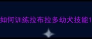 如何训练拉布拉多幼犬技能