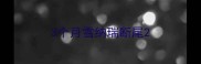 3个月雪纳瑞断尾