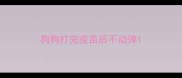 狗狗打完疫苗后不动弹