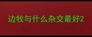 边牧与什么杂交最好