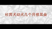 杜宾犬幼犬几个月修耳朵