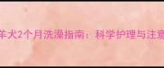 边境牧羊犬2个月洗澡指南科学护理与注意事项全