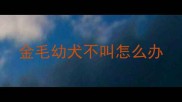 金毛幼犬不叫怎么办