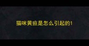 猫咪黄疸是怎么引起的