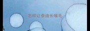 怎样让泰迪长嘴毛