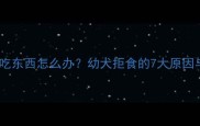 两个月大泰迪不吃东西怎么办幼犬拒食的7大原因与紧急处理指南