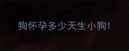 狗怀孕多少天生小狗