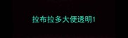 拉布拉多大便透明
