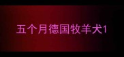 五个月德国牧羊犬