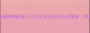 宠物饲养指南狗狗被送人三大征兆及科学应对策略附真实案例