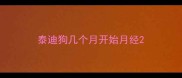 泰迪狗几个月开始月经
