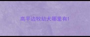 高平边牧幼犬哪里有